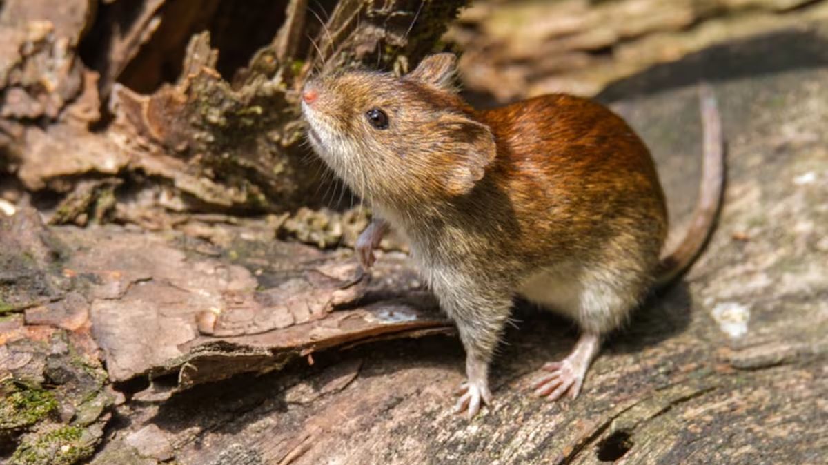 Alerta en Bariloche por hantavirus.